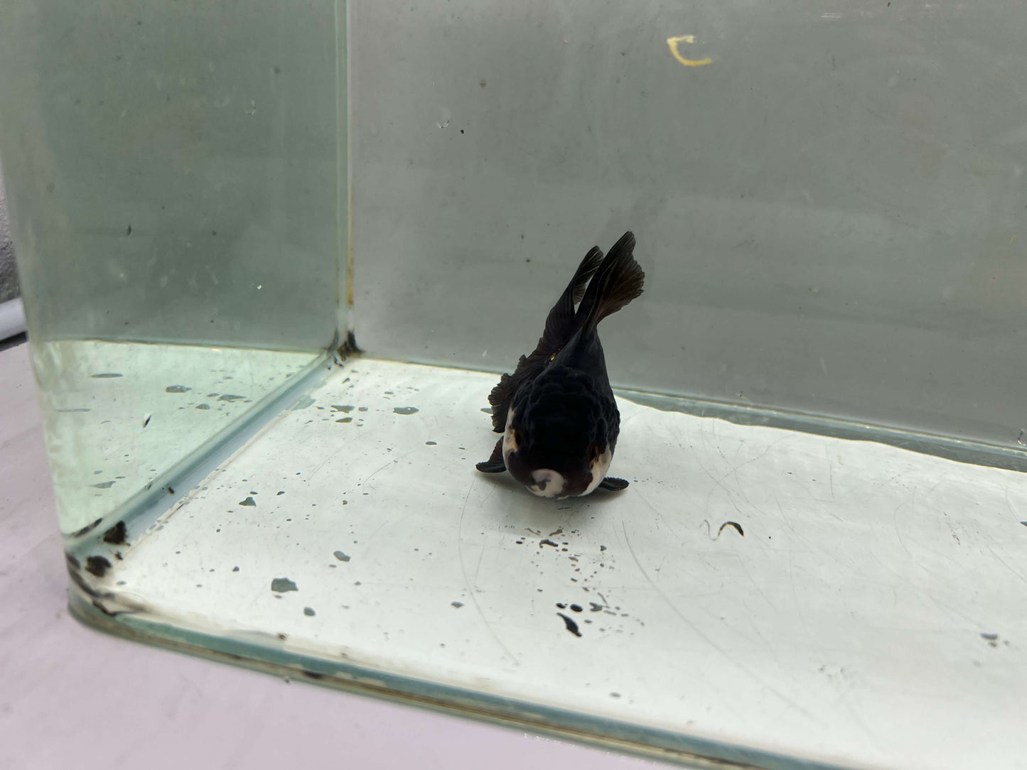 A3- Premium Black Oranda (10 cm)