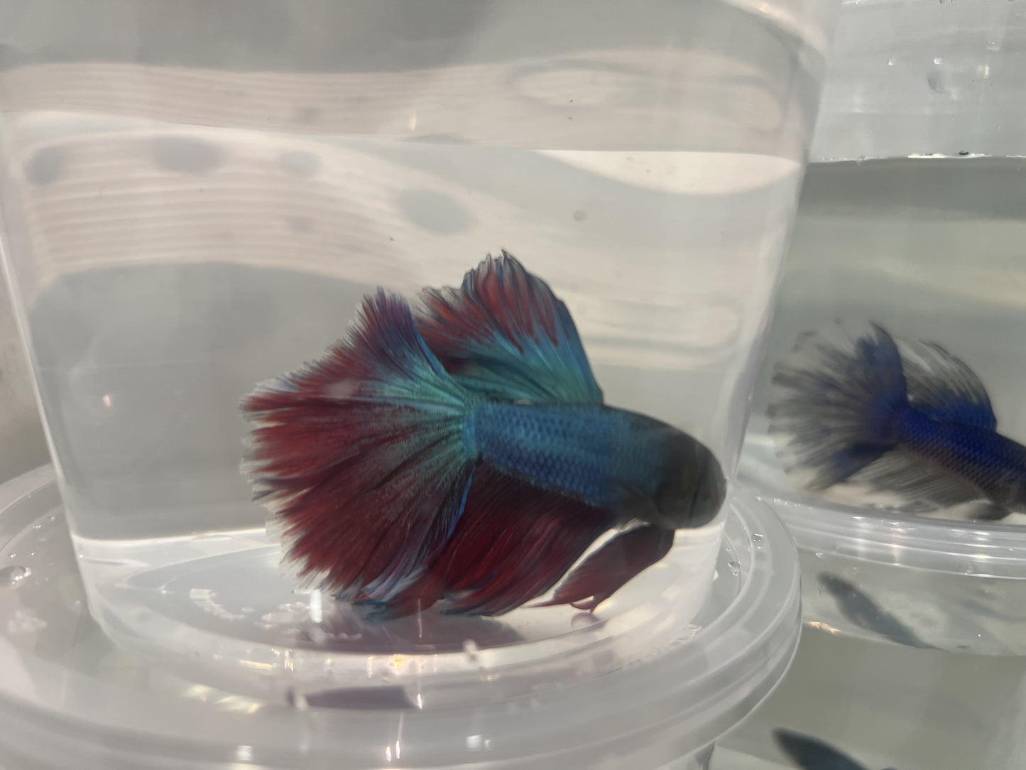 A7 - Assorted Male Bettas - (Market Pick up only)