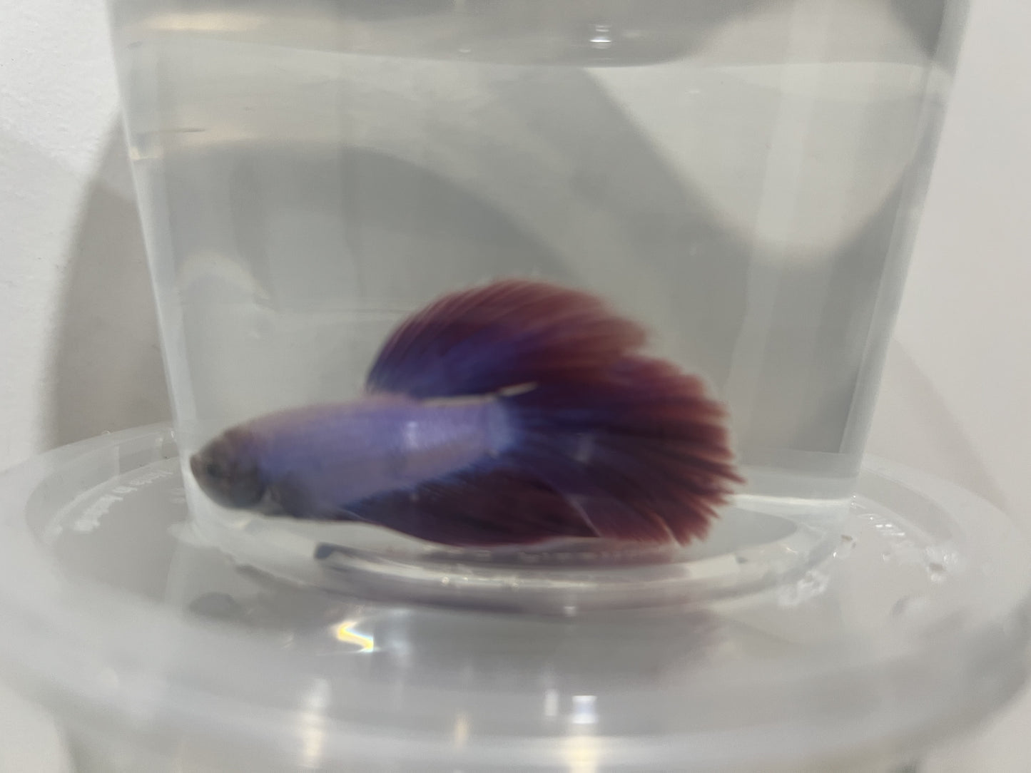 A10 - Assorted Male Bettas - (Market Pick up only)