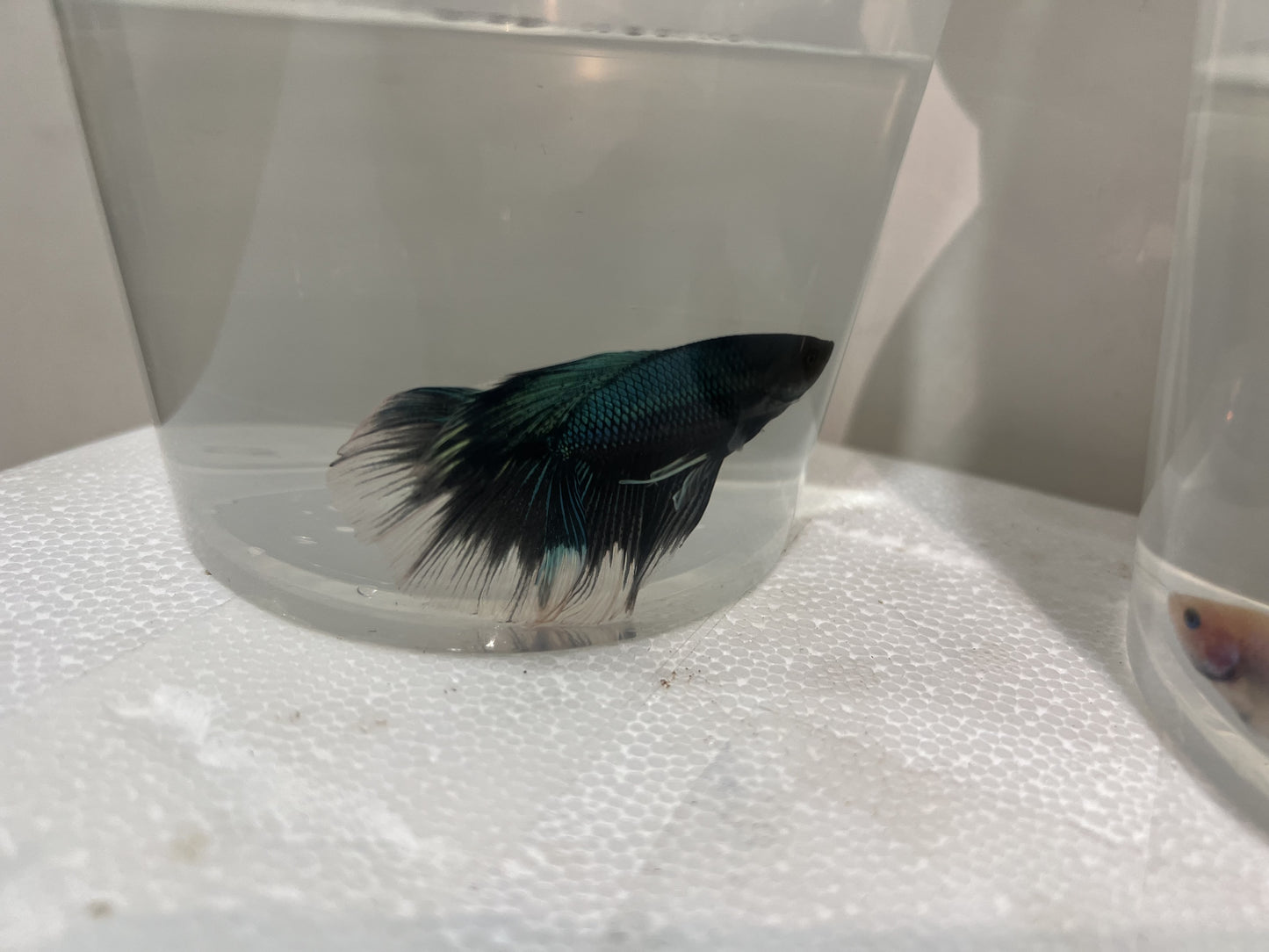 A12 - Assorted Male Bettas - (Market Pick up only)