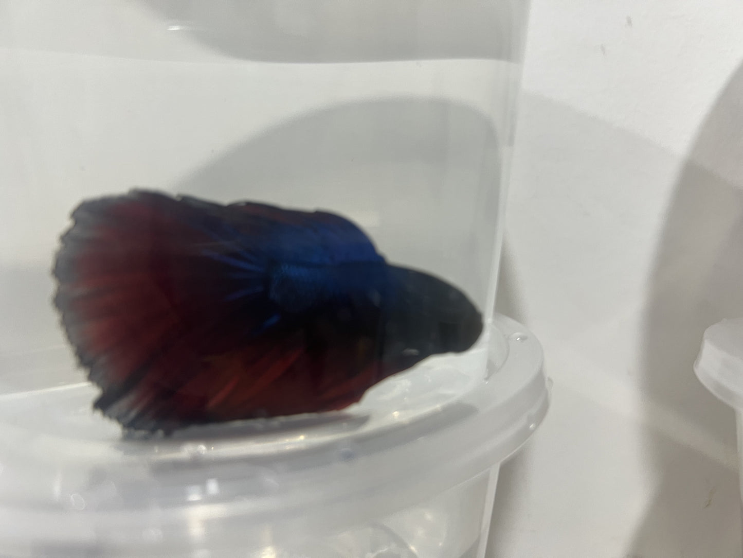 A14 - Assorted Male Bettas - (Market Pick up only)