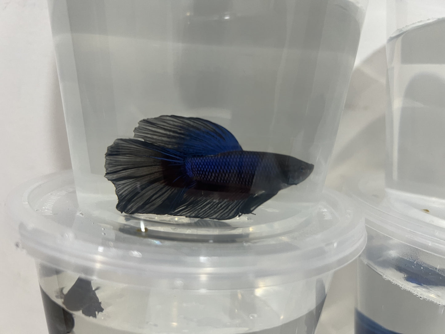 A17 - Assorted Male Bettas - (Market Pick up only)