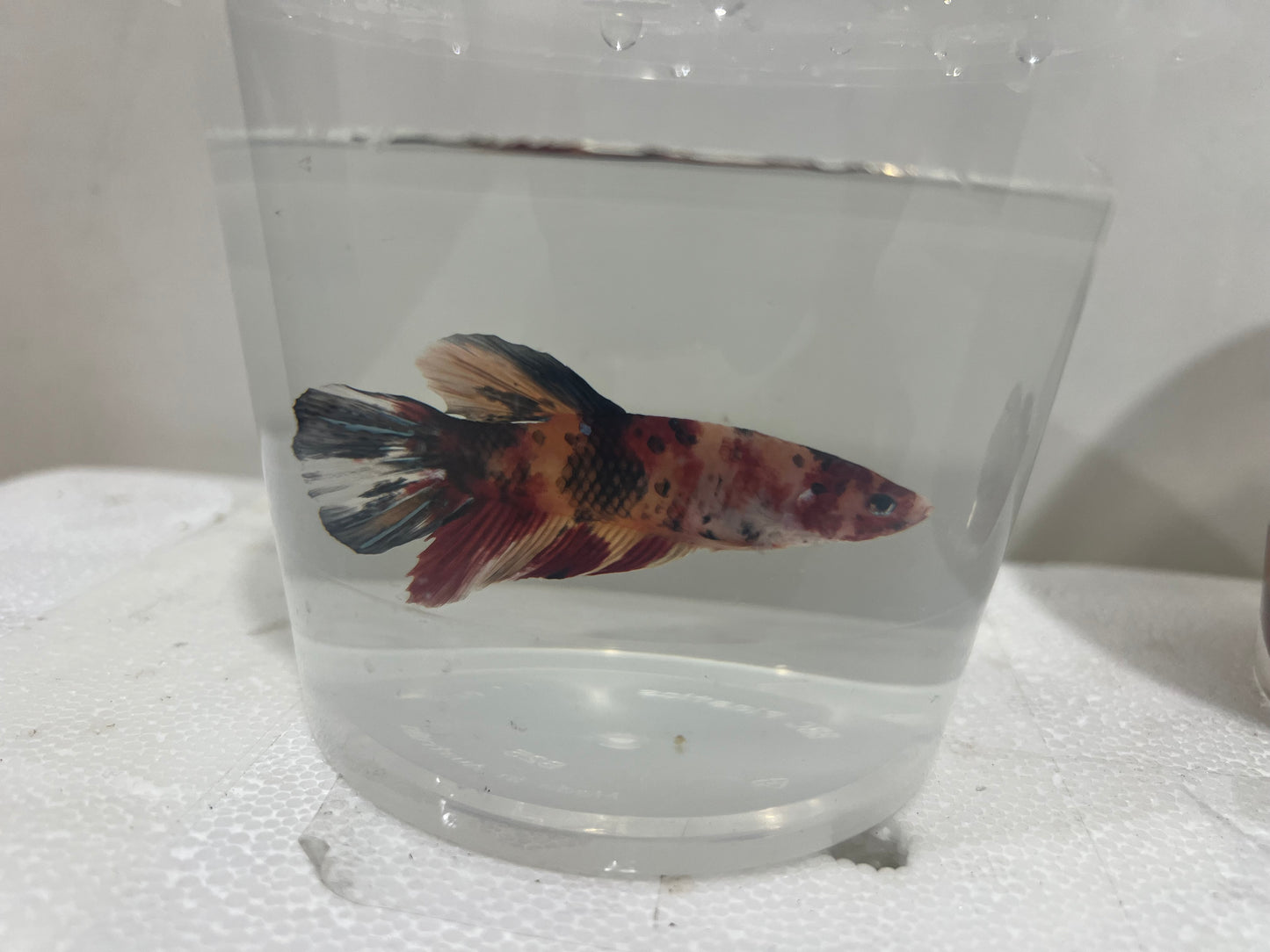 A22 - Assorted Male Bettas - (Market Pick up only)