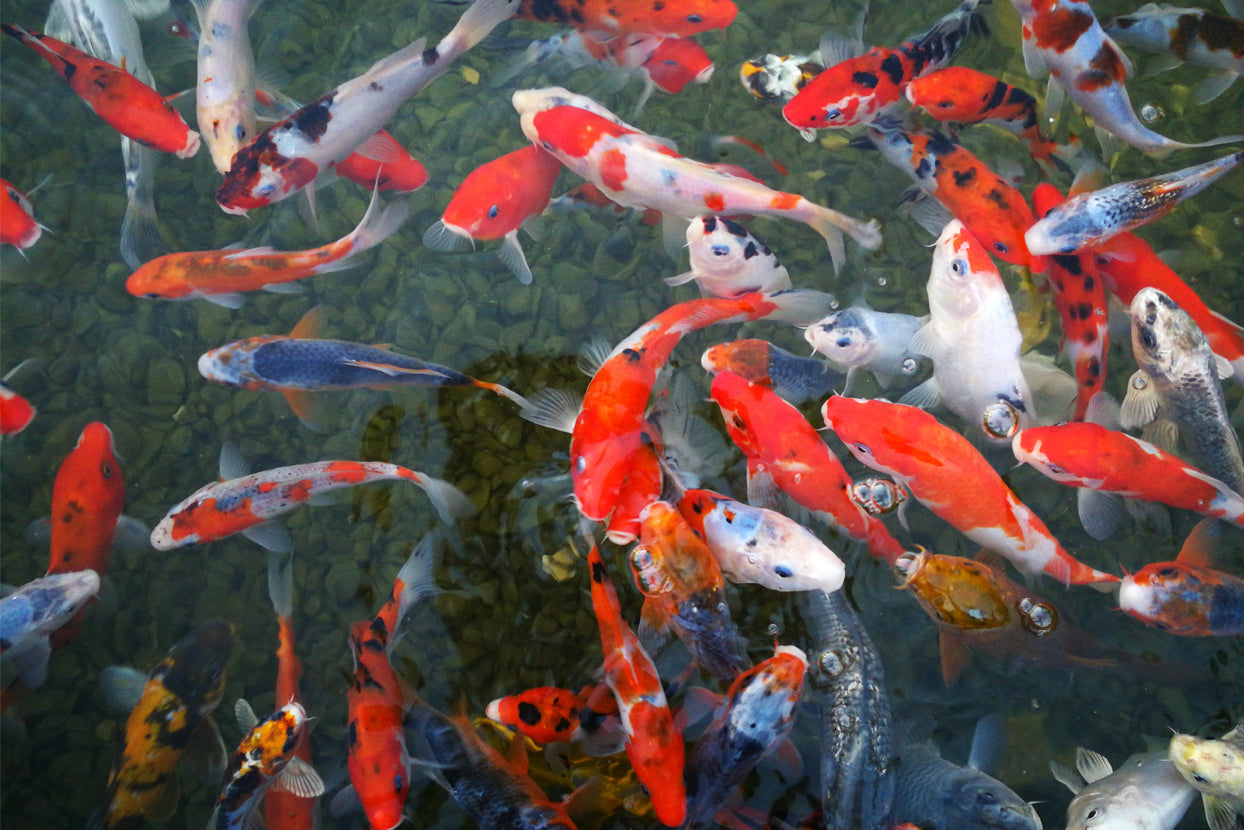 Koi fish