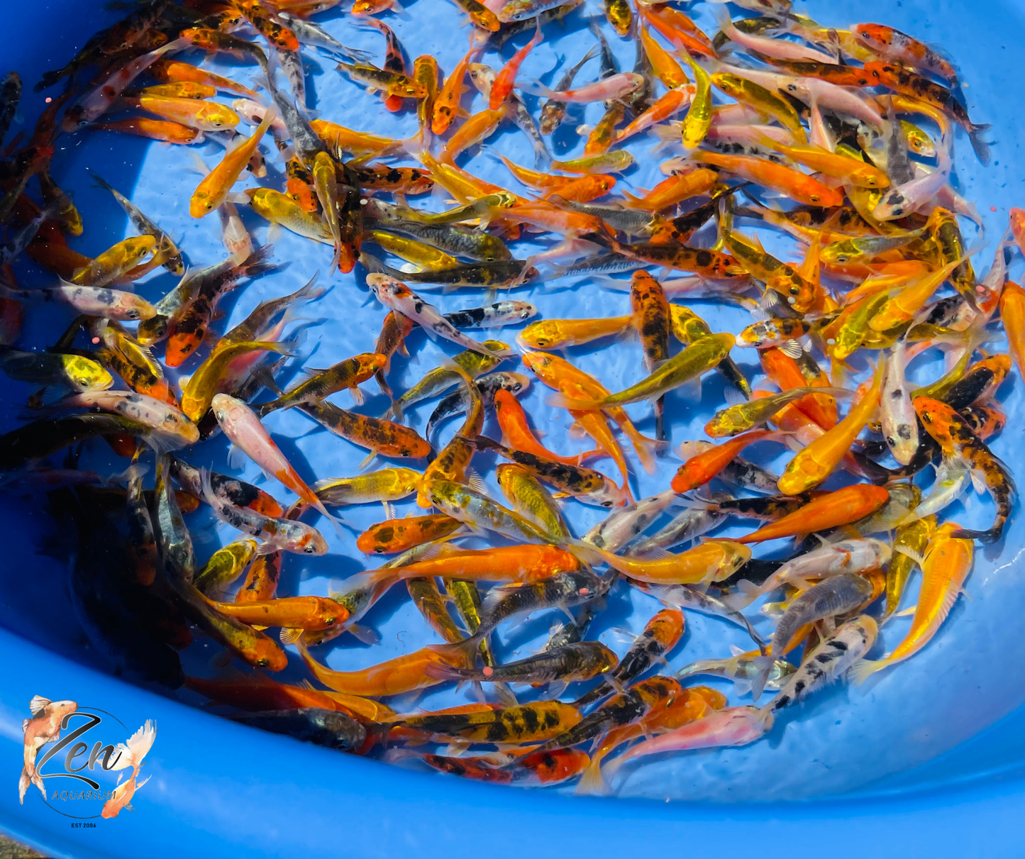 Group of Butterfly Koi