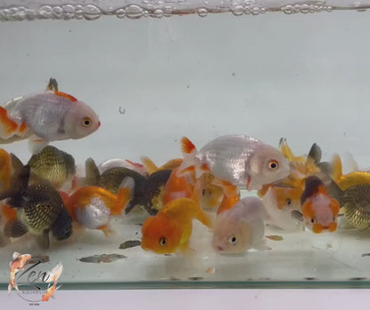 Assorted Ranchu Goldfish - (7-8 cm) | Zen Aquarium