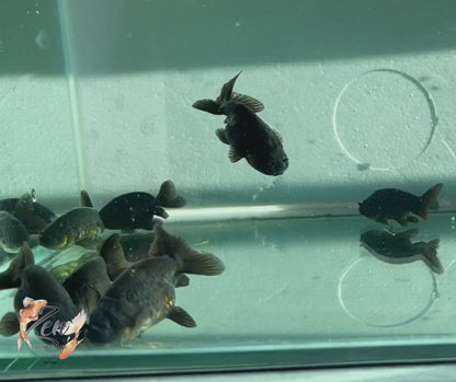 Ranchu Goldfish - Black (4-5cm) | Zen Aquarium