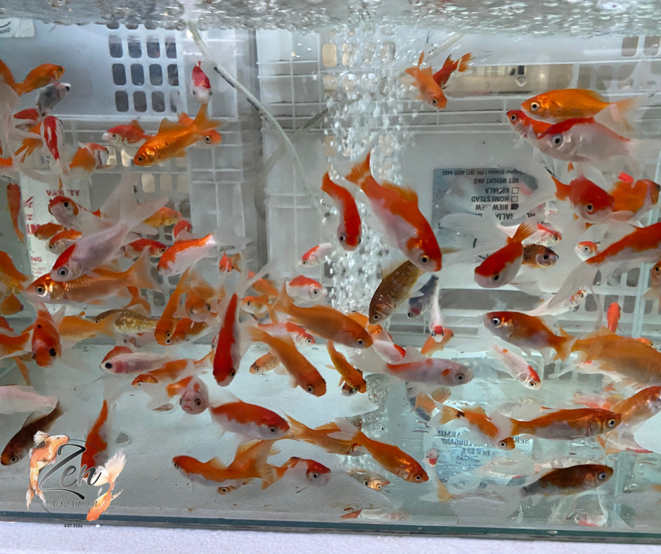 Comet Goldfish Assorted (8-9 cm) | Zen Aquarium - Zen Aquarium AU