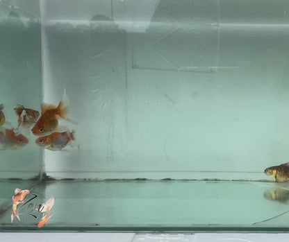 Fantail goldfish (Calico) 7cm
