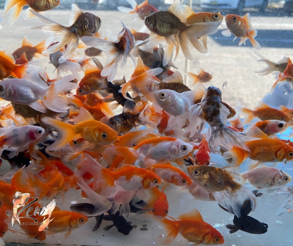 Assorted Fantail goldfish 7cm - Zen Aquarium AU
