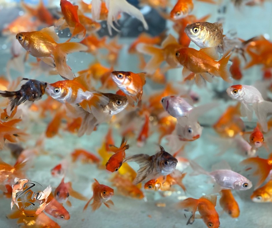 Assorted Fantail goldfish 7cm - Zen Aquarium AU