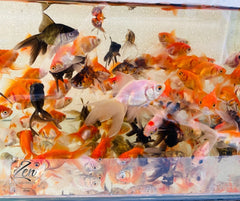 Group of assorted fantail goldfish