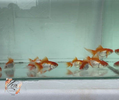 Fantail goldfish (Red and White) 7cm