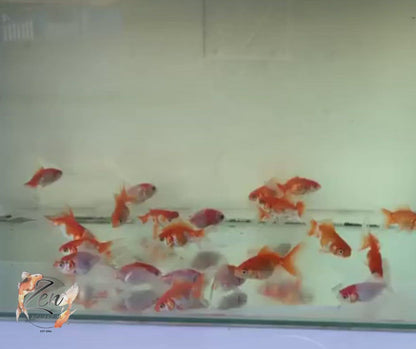 Fantail goldfish (Red and white) 5cm