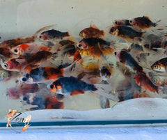 Comet goldfish with delicate fins swimming smoothly