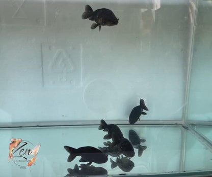 Ranchu Goldfish - Black (4-5cm) | Zen Aquarium