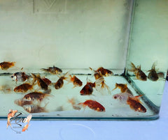 Vibrant calico fantail goldfish swimming gracefully