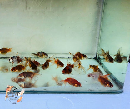 Fantail goldfish (Calico) 5cm - Zen Aquarium AU
