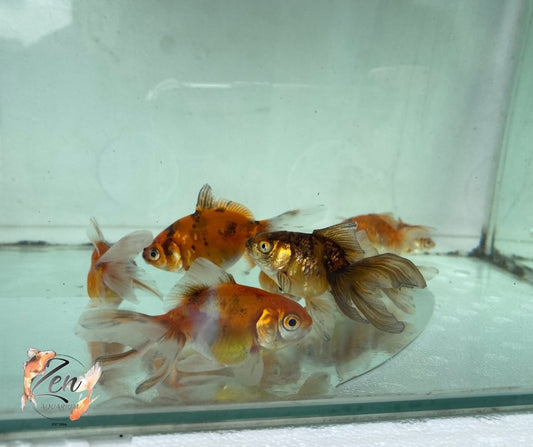 Fantail goldfish (Calico) 7cm - Zen Aquarium AU