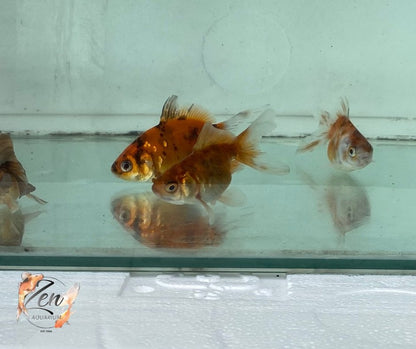 Fantail goldfish (Calico) 7cm - Zen Aquarium AU