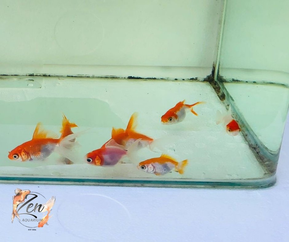 Fantail goldfish (Red and white) 5cm - Zen Aquarium AU