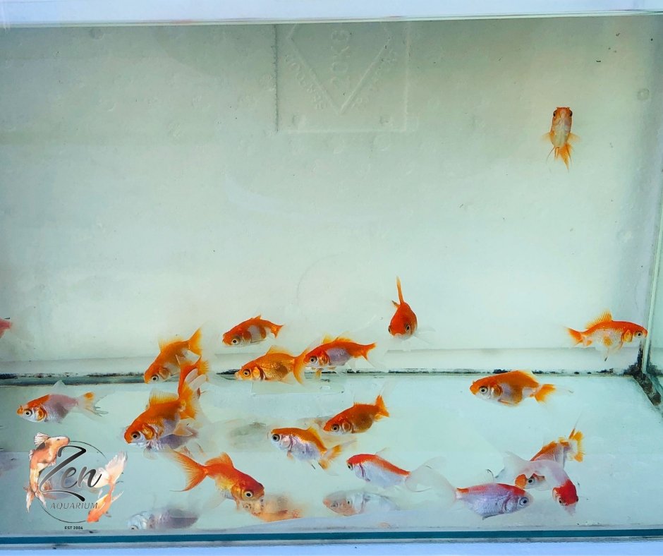Fantail goldfish (Red and white) 5cm - Zen Aquarium AU