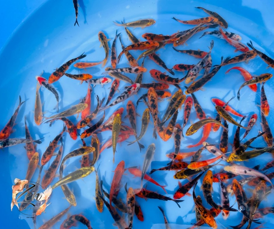 Japanese Koi Fish 7-8cm - Zen Aquarium AU