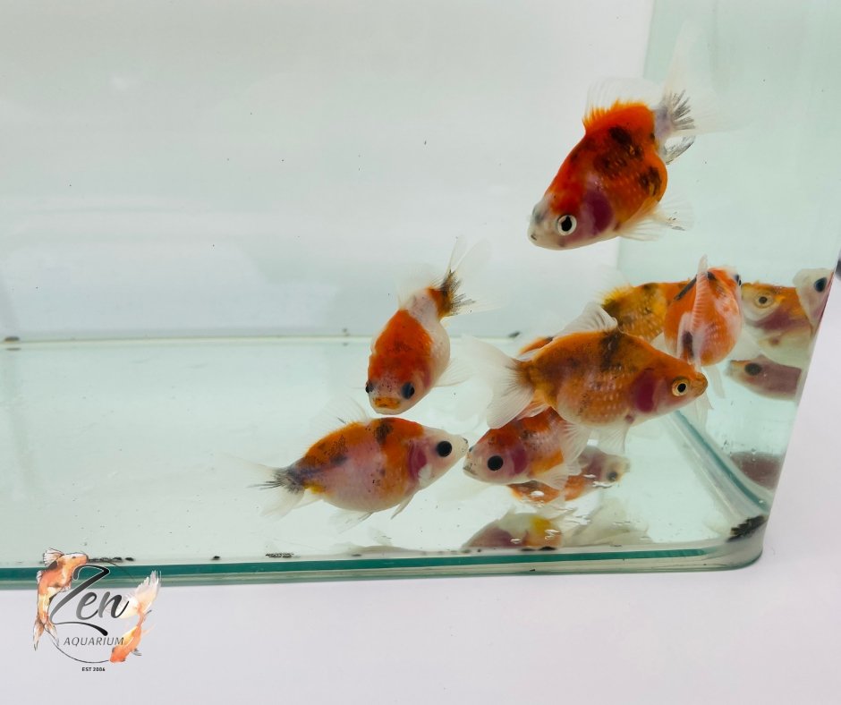 Pearlscale goldfish Calico (5cm) - Zen Aquarium AU
