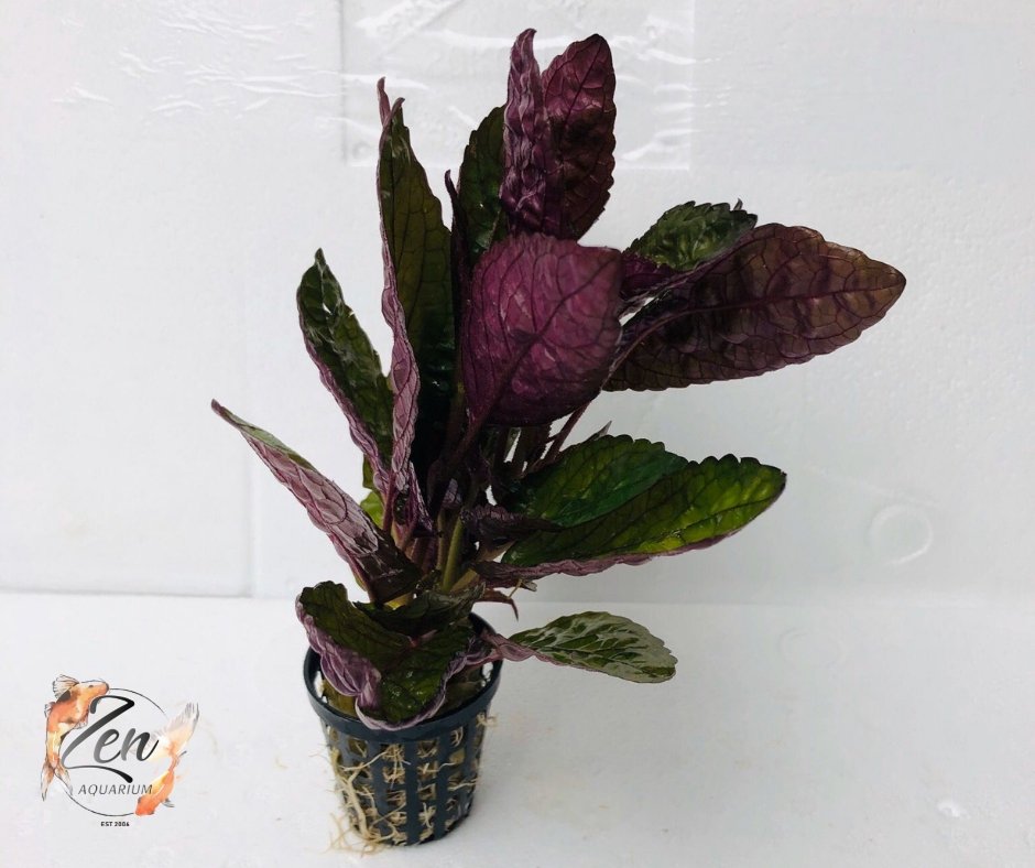 Purple Waffle (in 5cm Pot) - Zen Aquarium AU