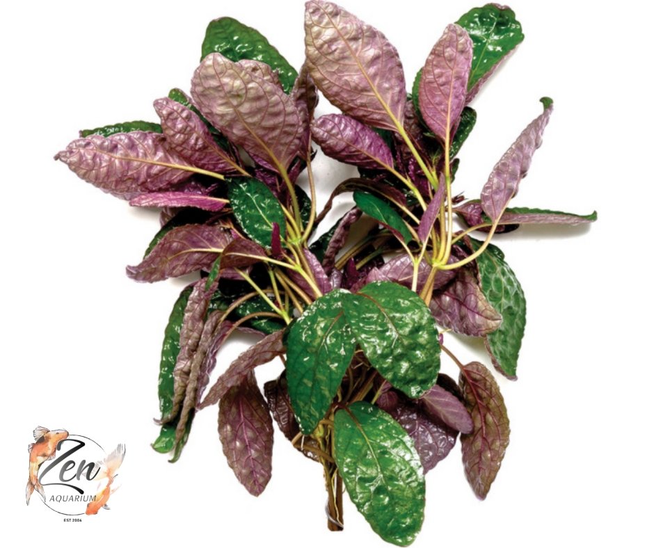 Purple Waffle (in 5cm Pot) - Zen Aquarium AU