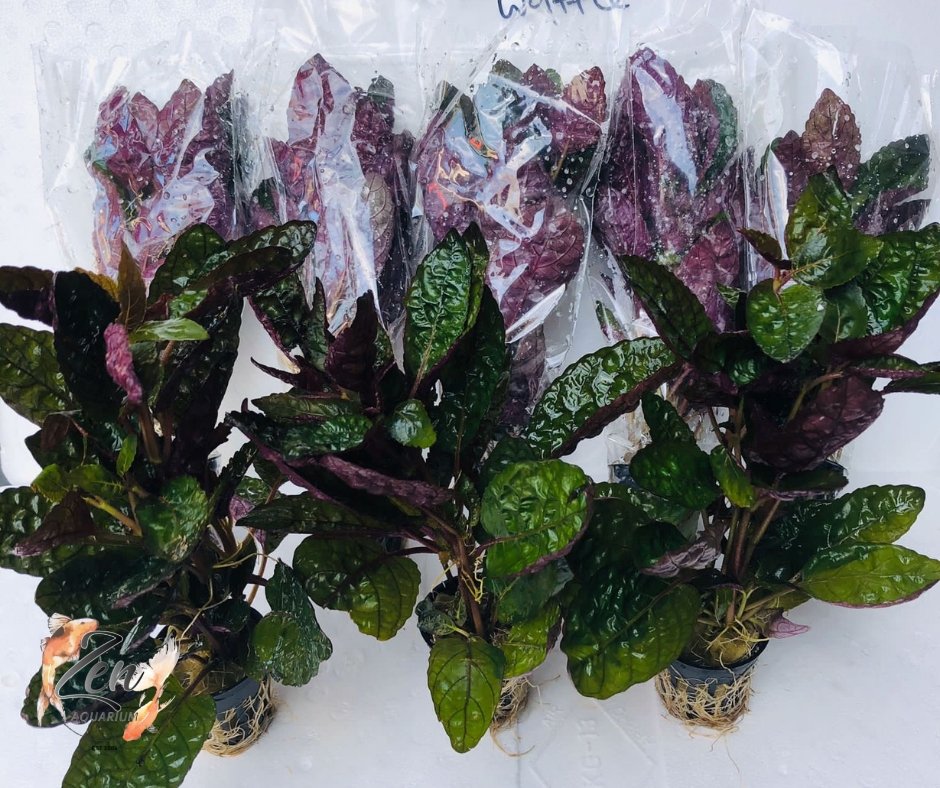 Purple Waffle (in 5cm Pot) - Zen Aquarium AU