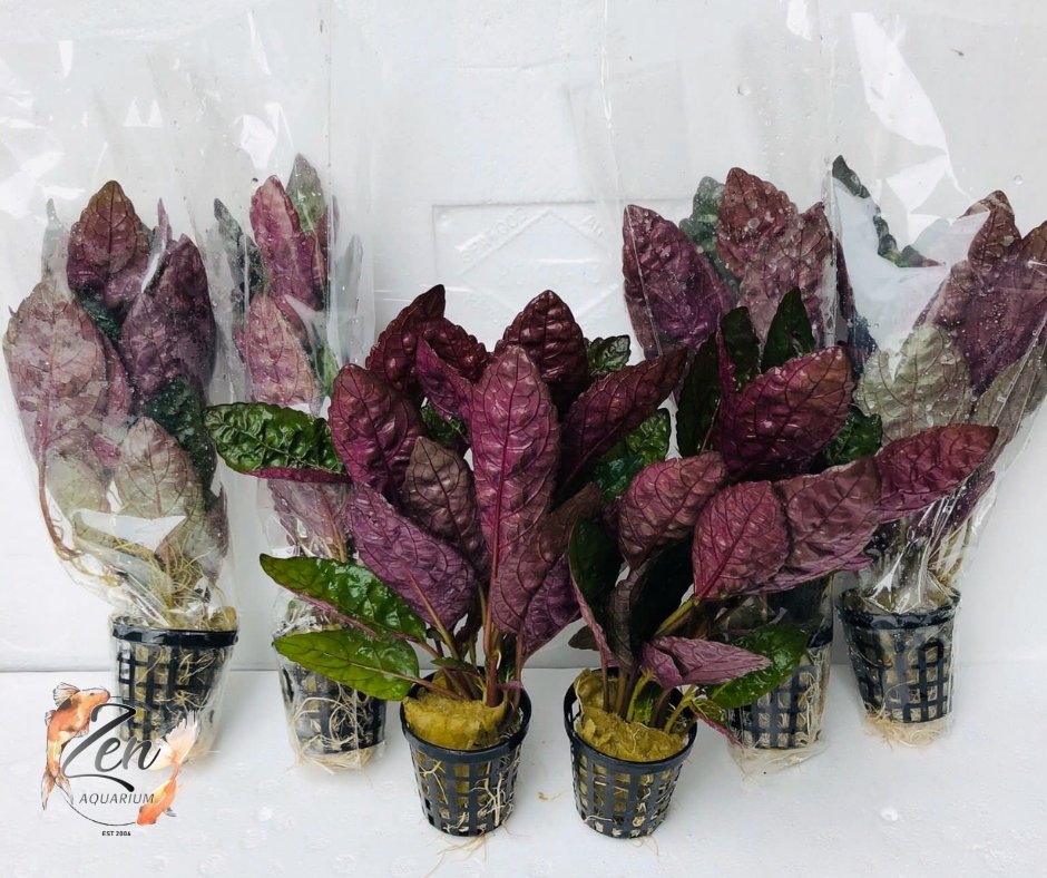 Purple Waffle (in 5cm Pot) - Zen Aquarium AU