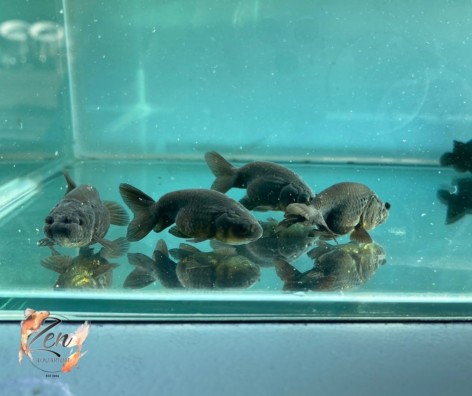 Ranchu Goldfish - Black (5cm) - Zen Aquarium AU