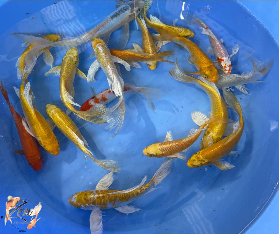 Butterfly Koi colours get brighter as they age
