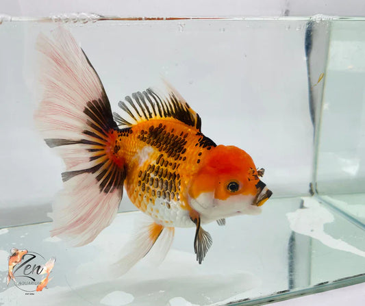 Top 5 Beginner Fish for Children & Adults Alike