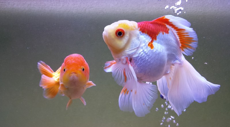 Best Goldfish for Sale in Australia