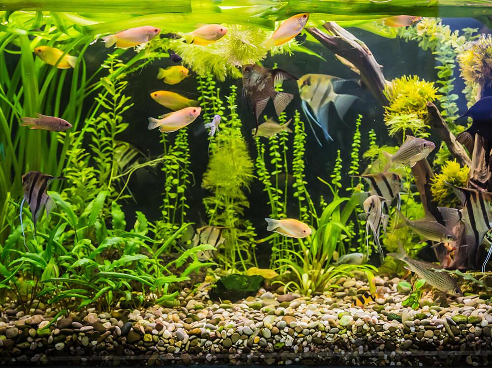 How often should aquarium water be changed for healthy fish?