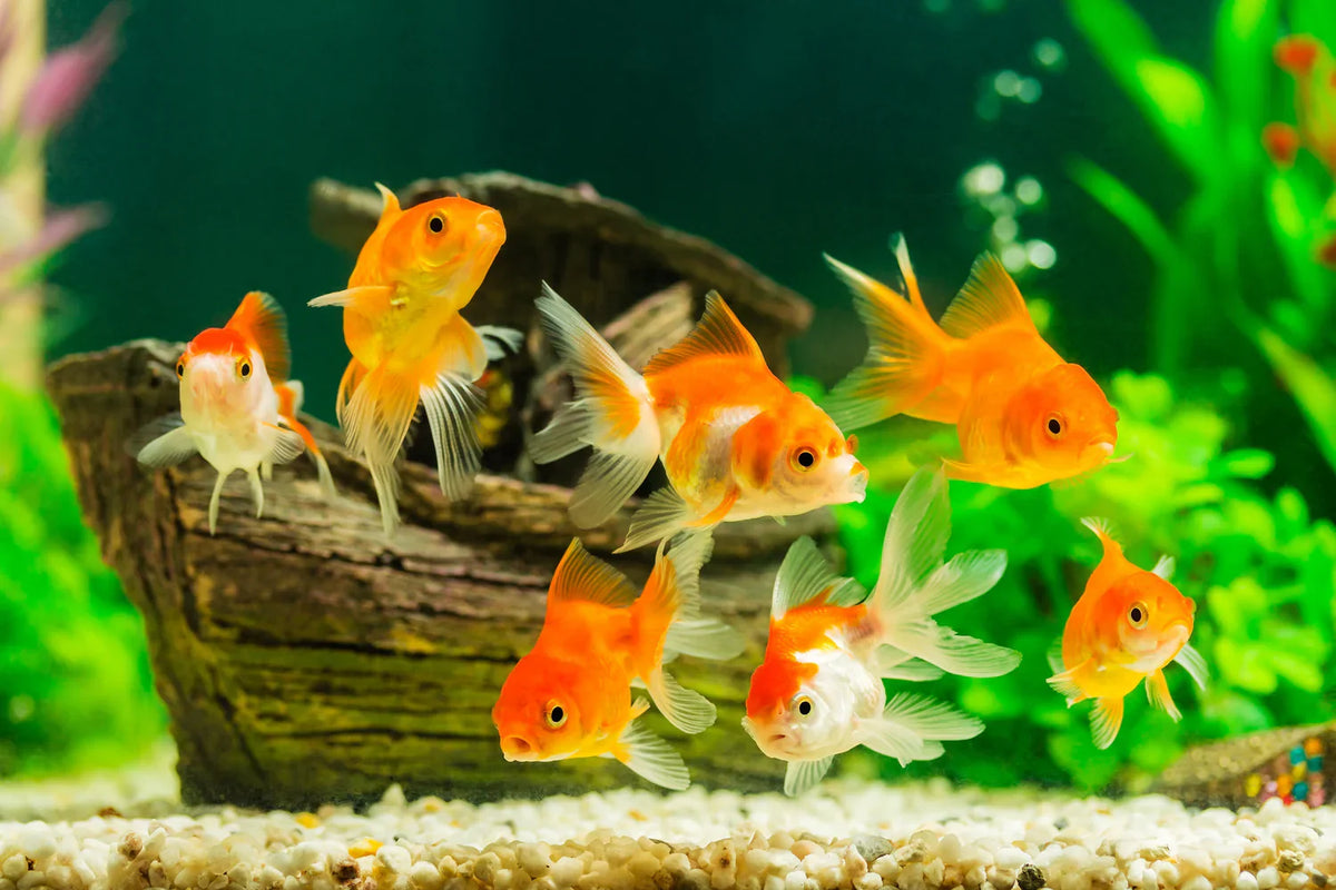 How to Choose Healthy Feeder Goldfish for Sale