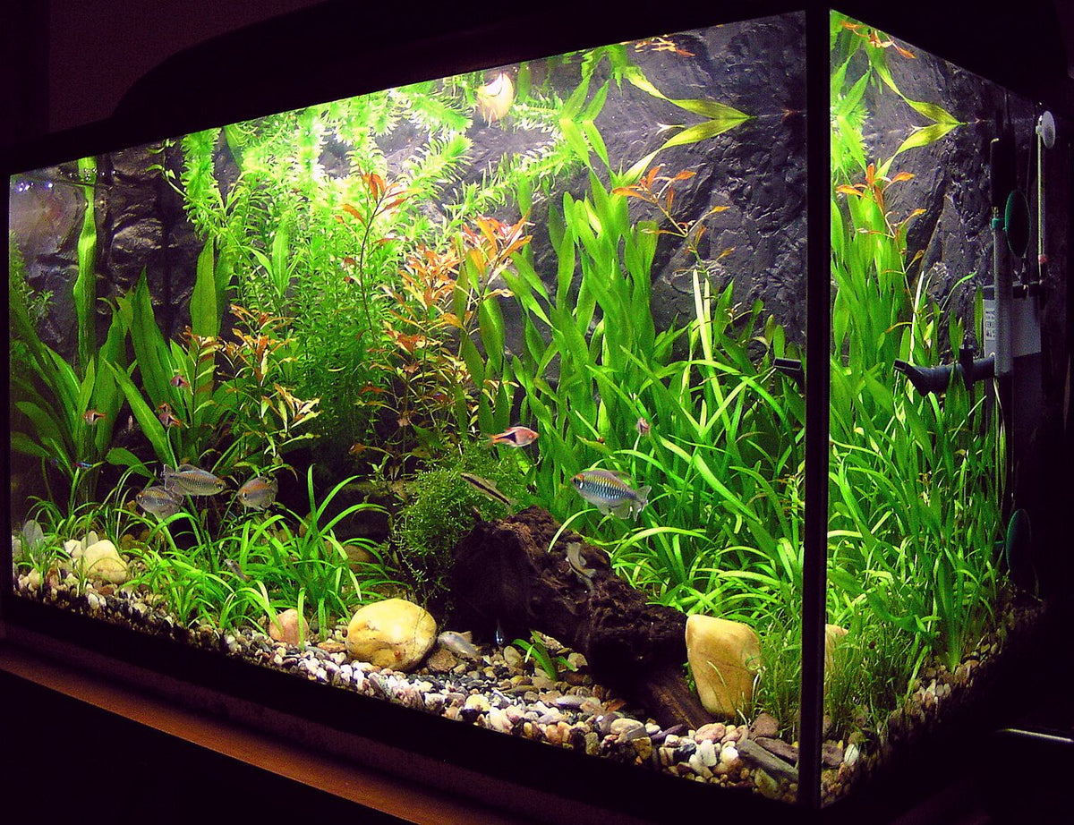 10 professional aquarium advice help avoid costly fish losses