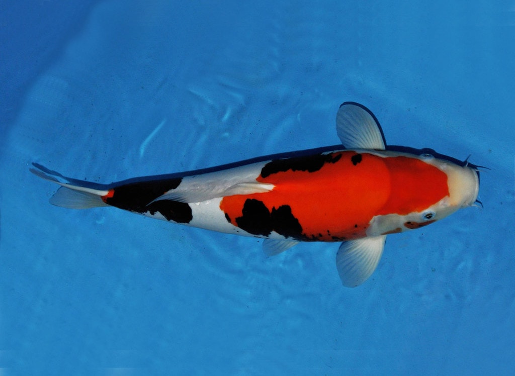 Buying Koi Fish Online 