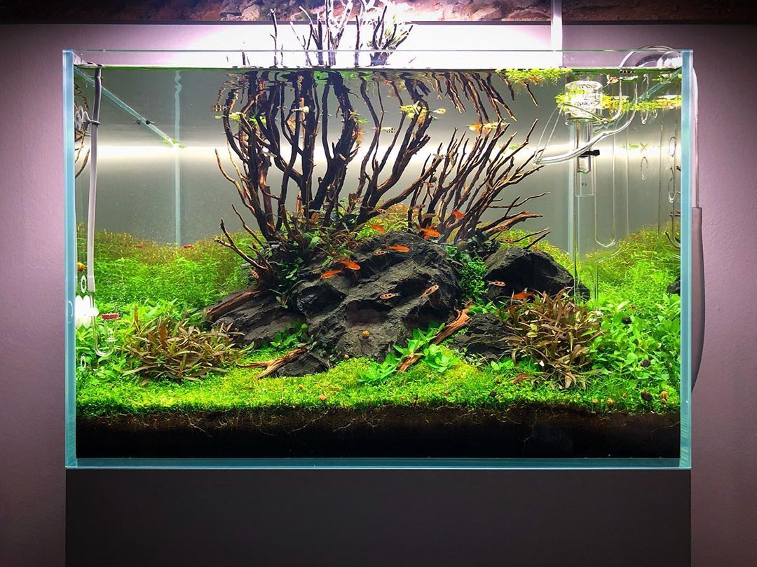Which freshwater fish thrive best in small to medium tanks?