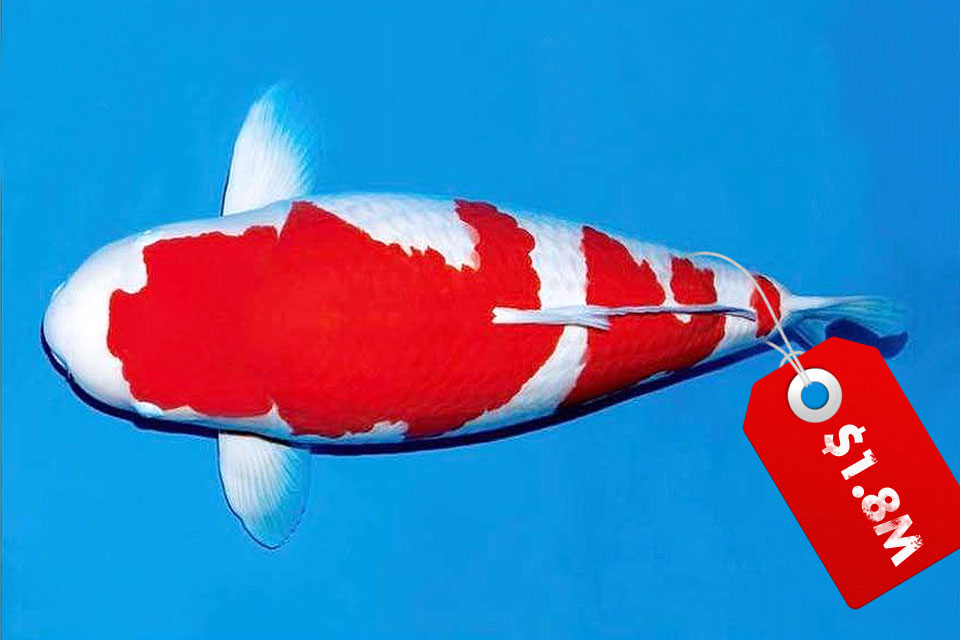 Legendary Koi Fish