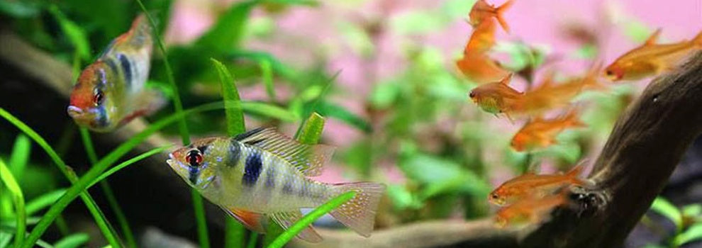 What fish species should never be kept together in one tank?