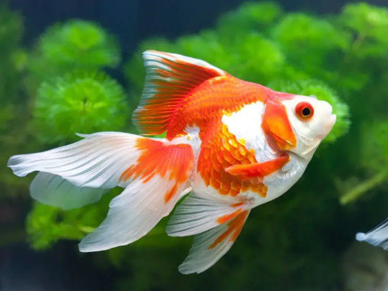 Ryukin Goldfish can outgrow your hand