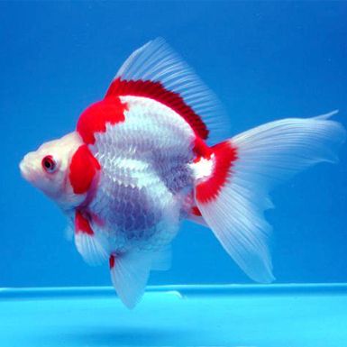 High Back Ryukin Goldfish