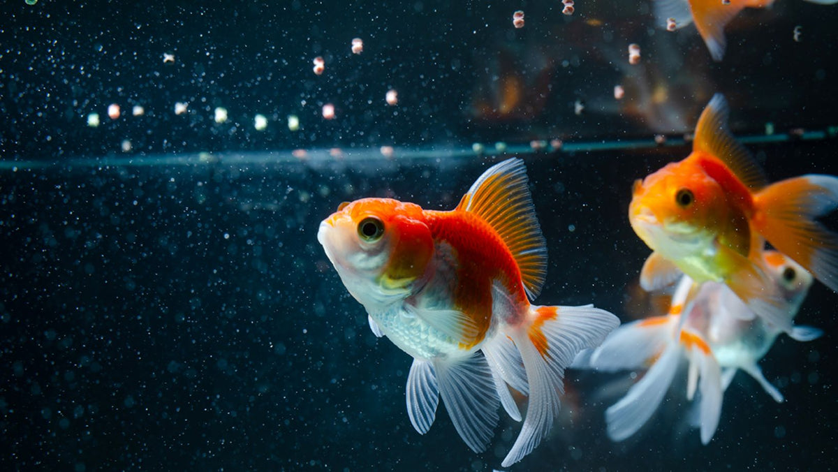 Fancy Goldfish Problems You’ll Face (And How to Solve Them Easily)