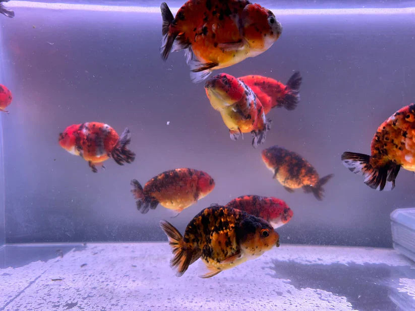Quick Tips on How to Raise Happy Ranchu Goldfish
