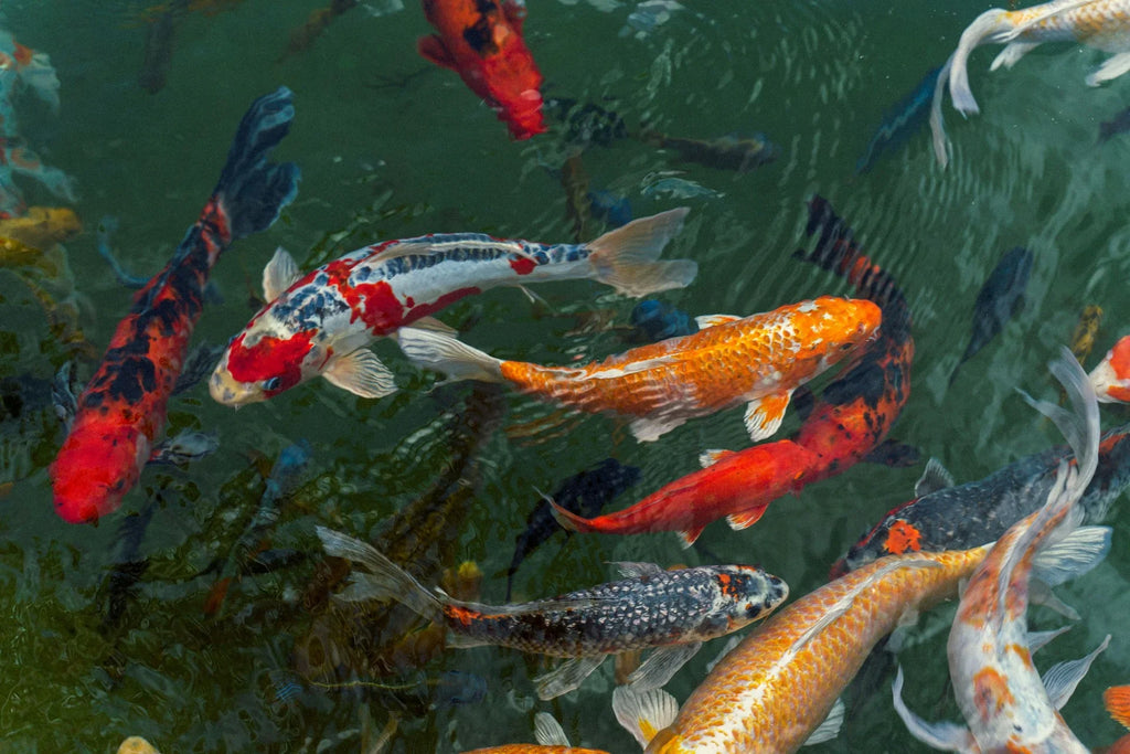 Choose healthy koi fish