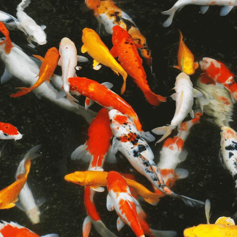 Koi Fish Attract Wealth for the New Year