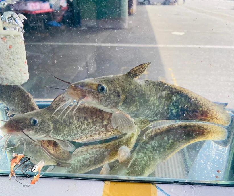 Tandanus Catfish Care Guide – Zen Aquarium AU